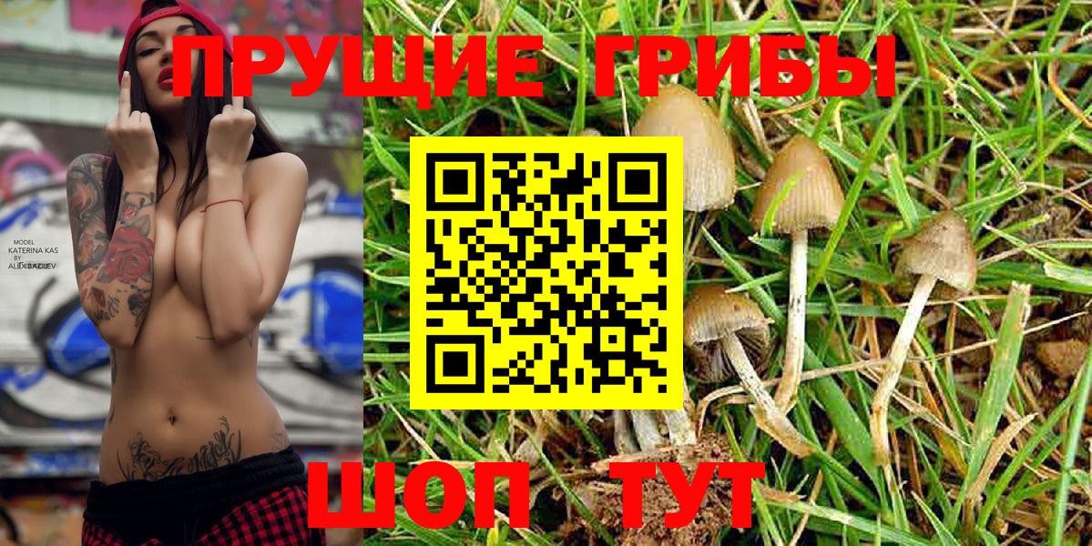 Галлюциногенные грибы Psilocybine cubensis Юрга